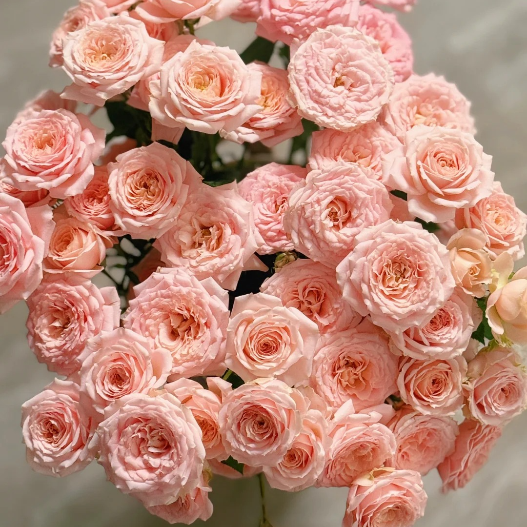 珍妮贝儿，多头玫瑰，1单冷链包邮，2单升级京东或者顺丰，远的发德邦