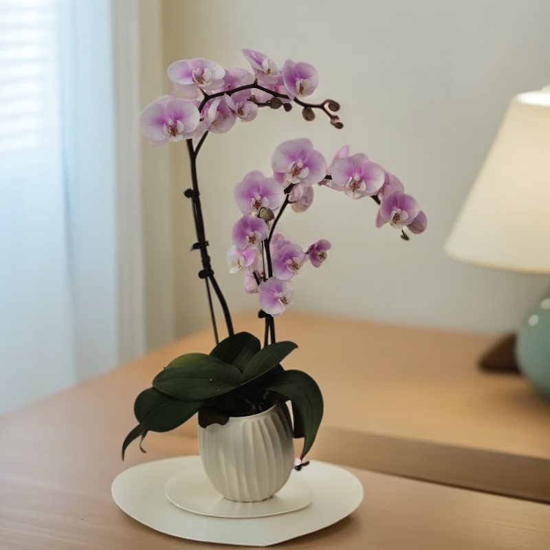 【新品安娜】粉色经典老品种蝴蝶兰室内种植观赏送礼带花发货