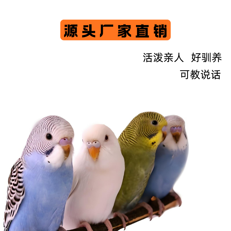 虎皮鹦鹉活鸟手养宠物鸟适合家养可繁殖观赏亲人