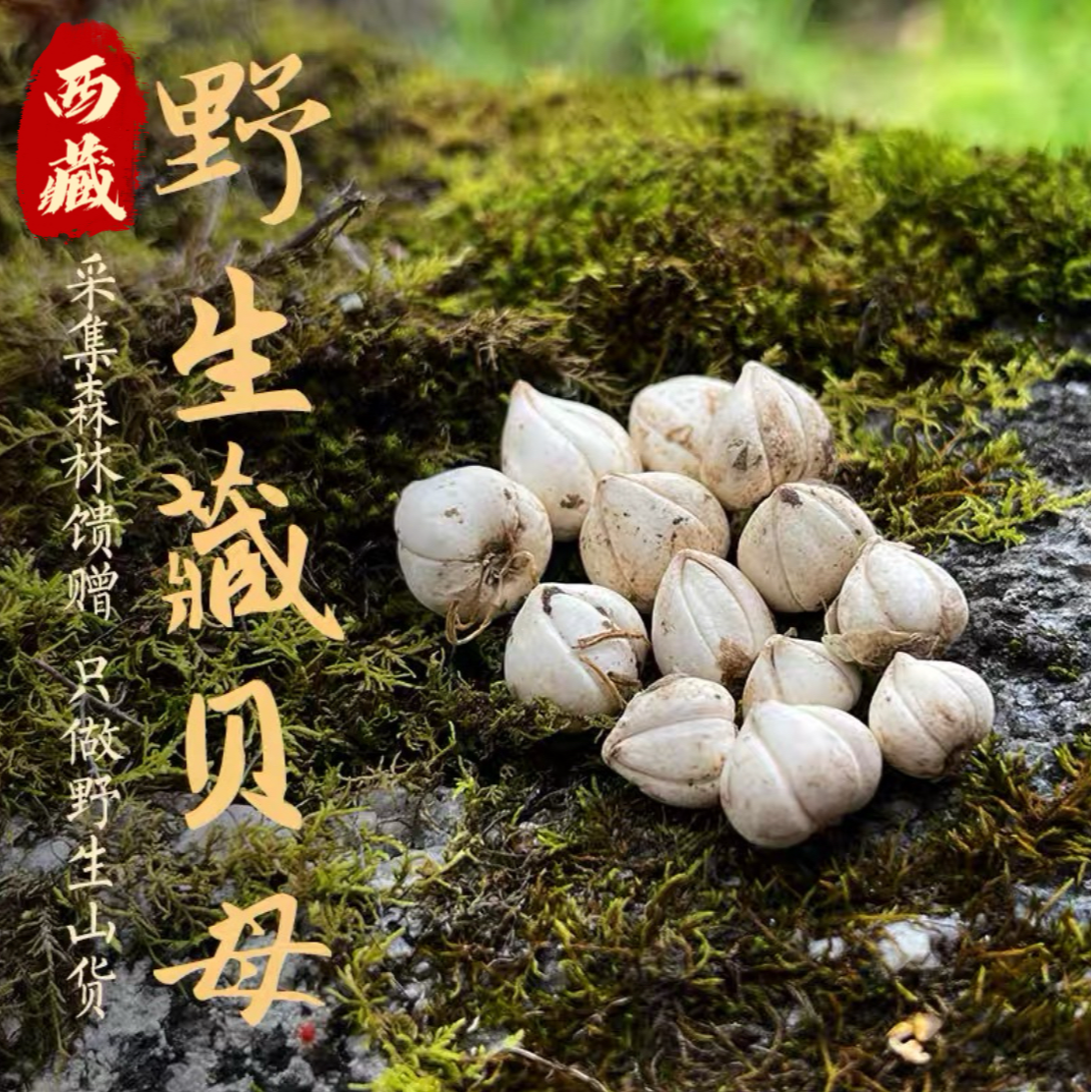 【藏贝母】西藏高原山货藏贝母50g/100g/瓶