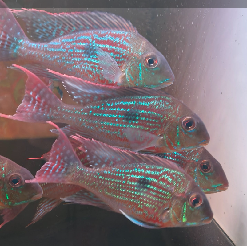 斯威尼关刀观赏鱼