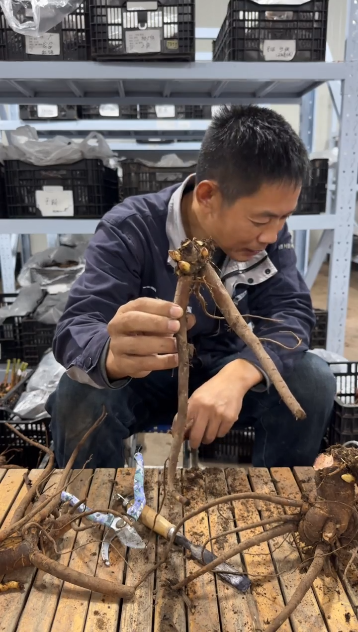 洛****?128 香草酒  洛叶无声(❁半生泪  