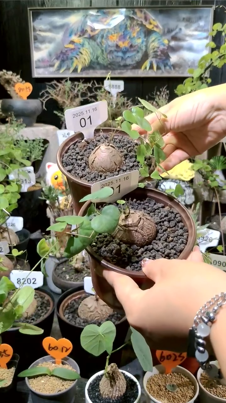 1号1116福利南非龟甲龙买一送一