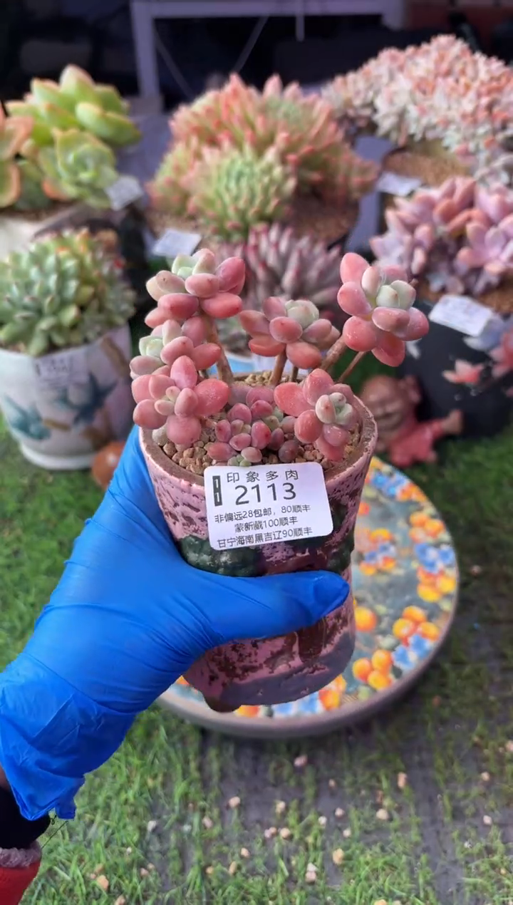 昆明印象多肉2113