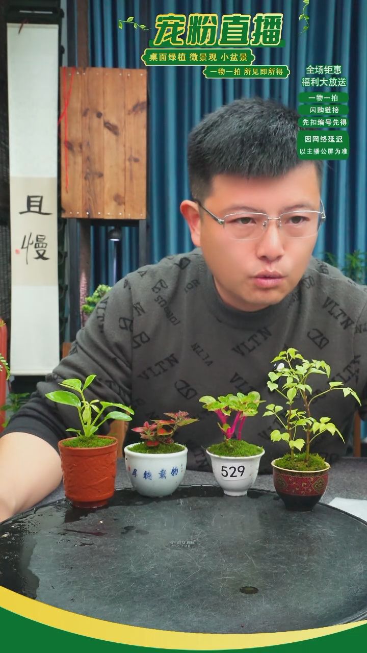 无花朵糊*鬼苔藓微景观529号