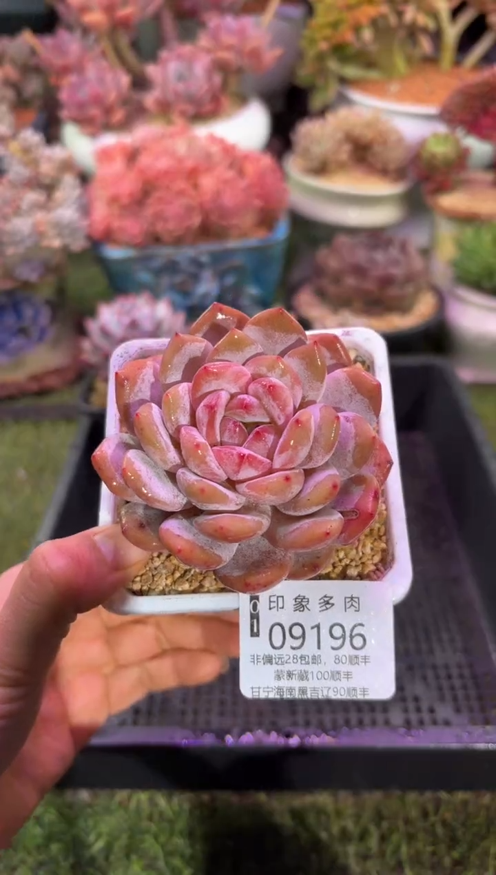 【闪购商品】09196