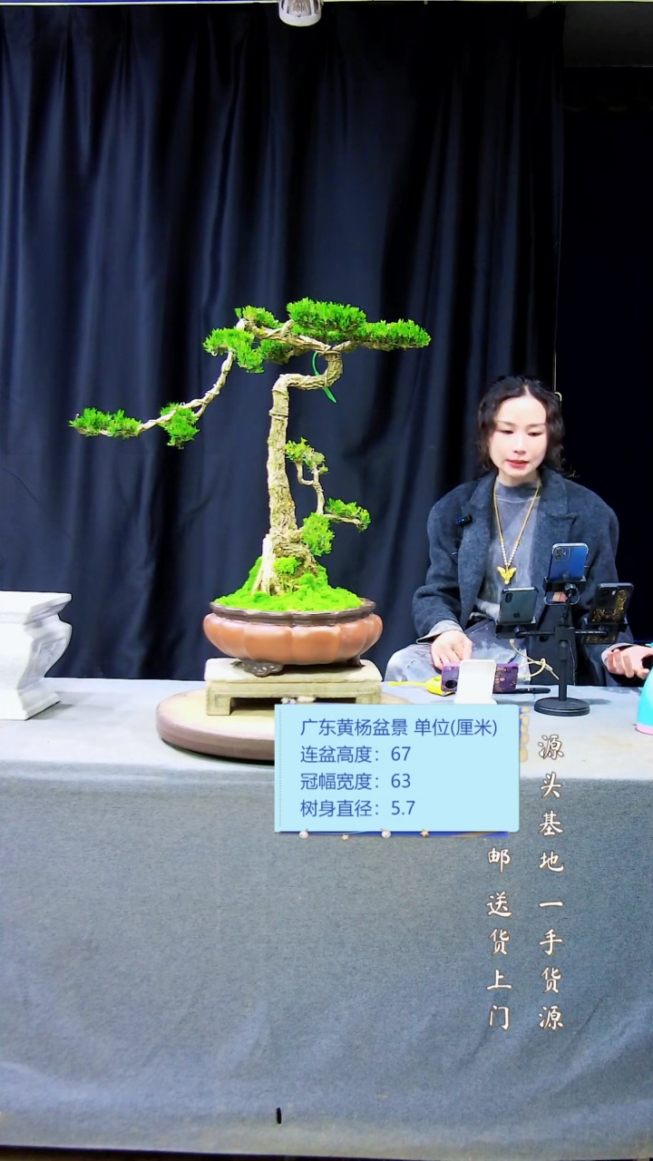 【闪购商品】雀舌黄杨盆景雀舌黄杨盆景