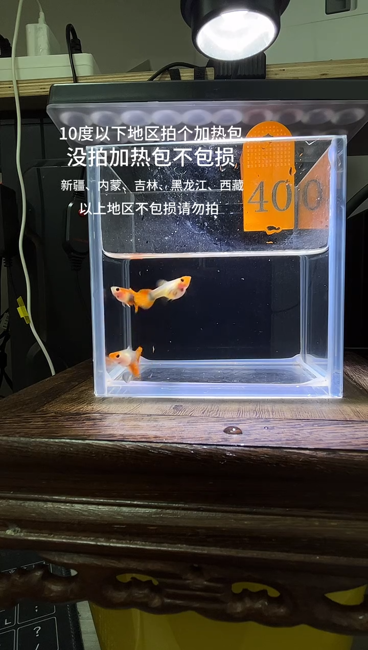 孔雀鱼 红礼服玻璃猫普通体40