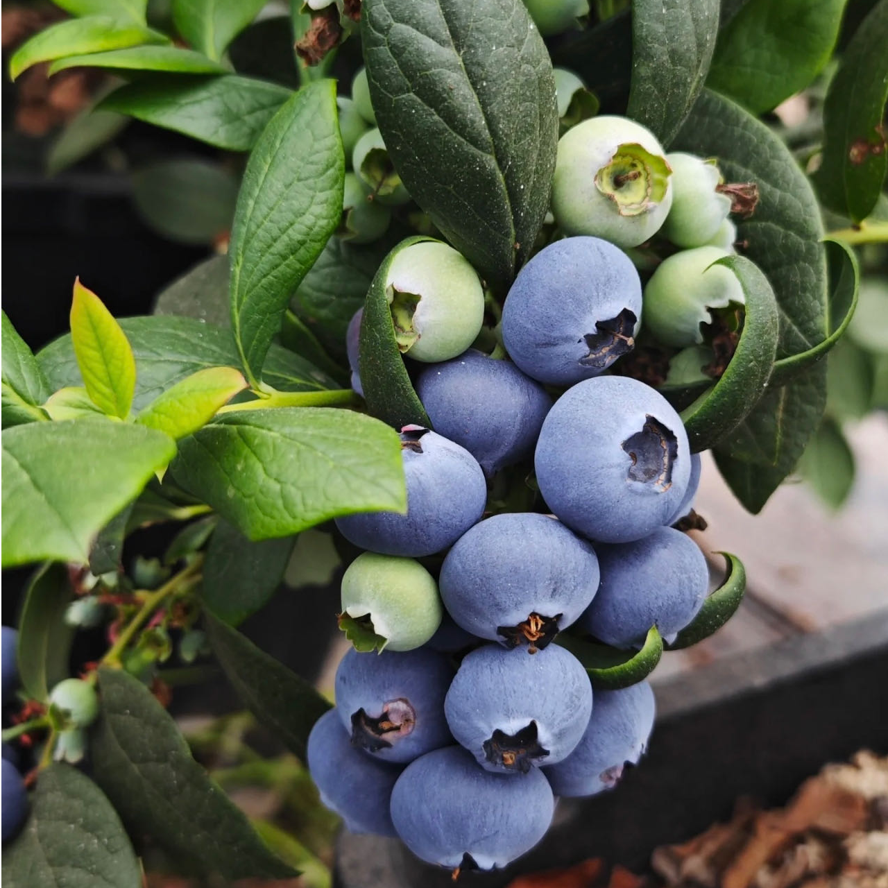 【山地头茬特果蓝莓】现摘花香蓝莓 当季新鲜水果蓝莓宝妈孕妈搭档
