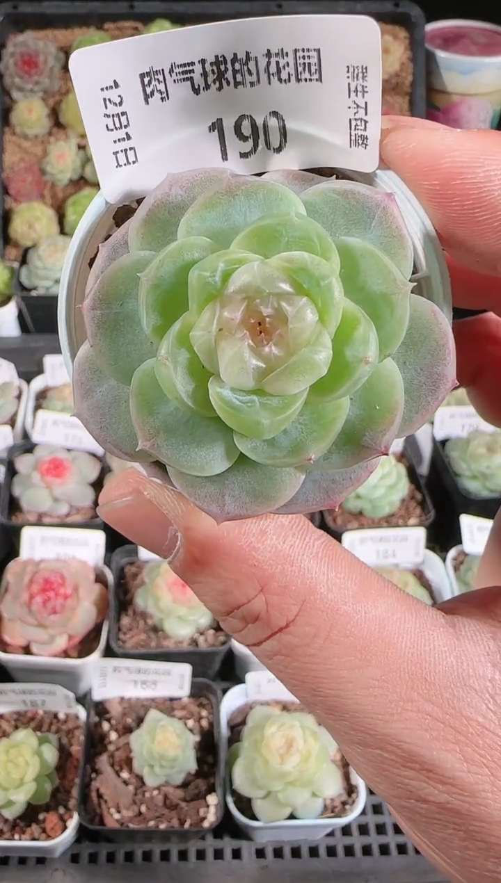  1201-190流光多肉群生不包整