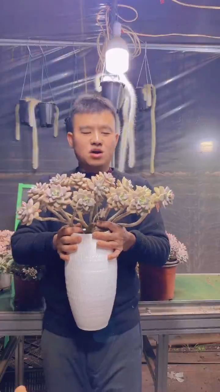 155淡雪缀化一物一拍