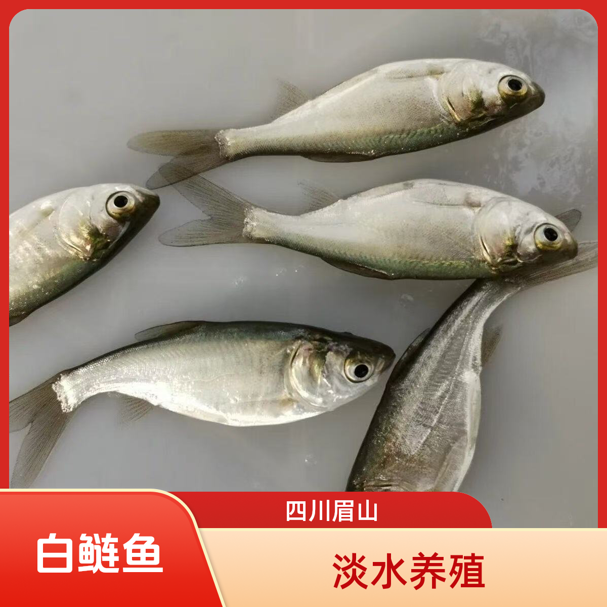 白鲢鱼 淡水养殖  四川眉山发货