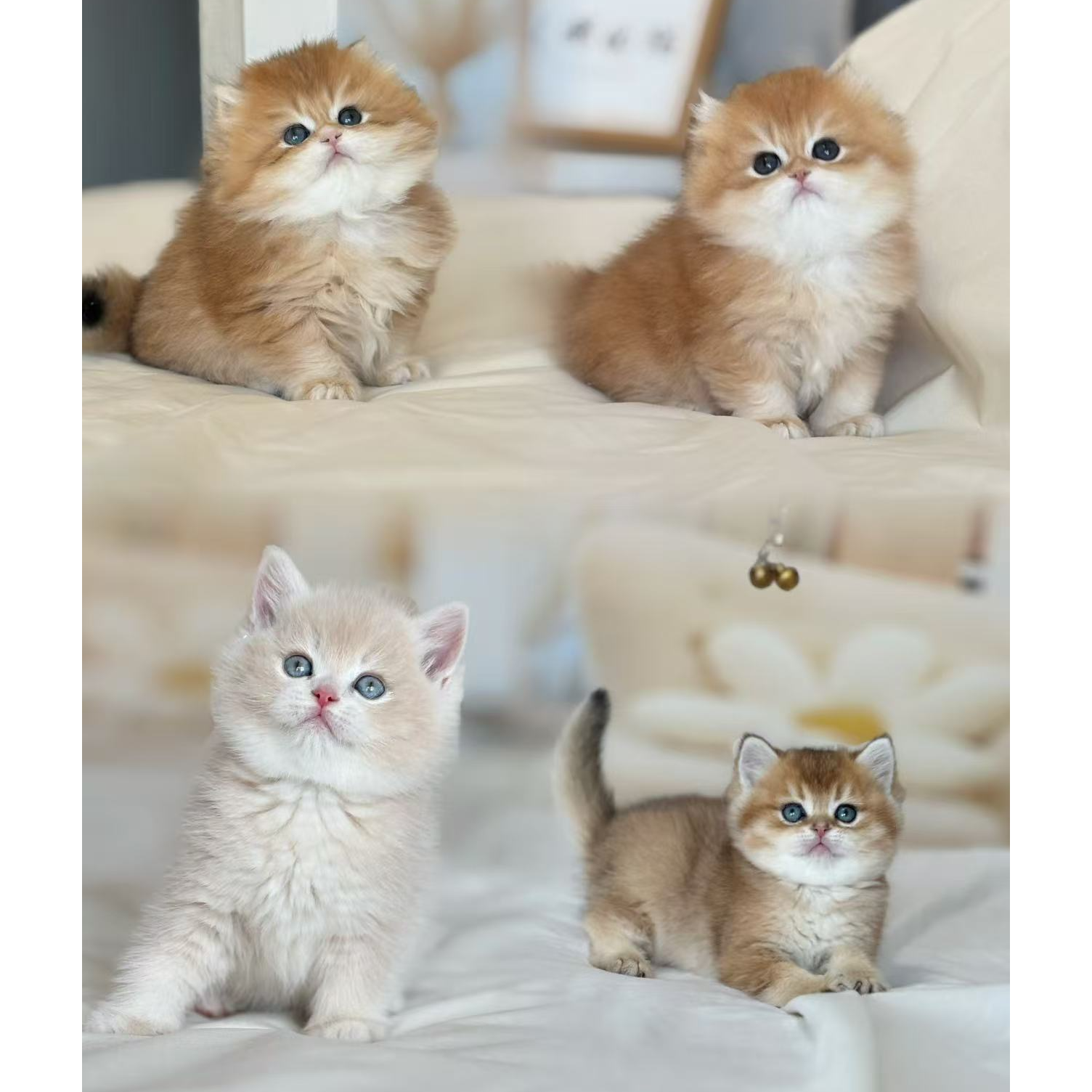 新（太原英短猫舍）猫咪活体