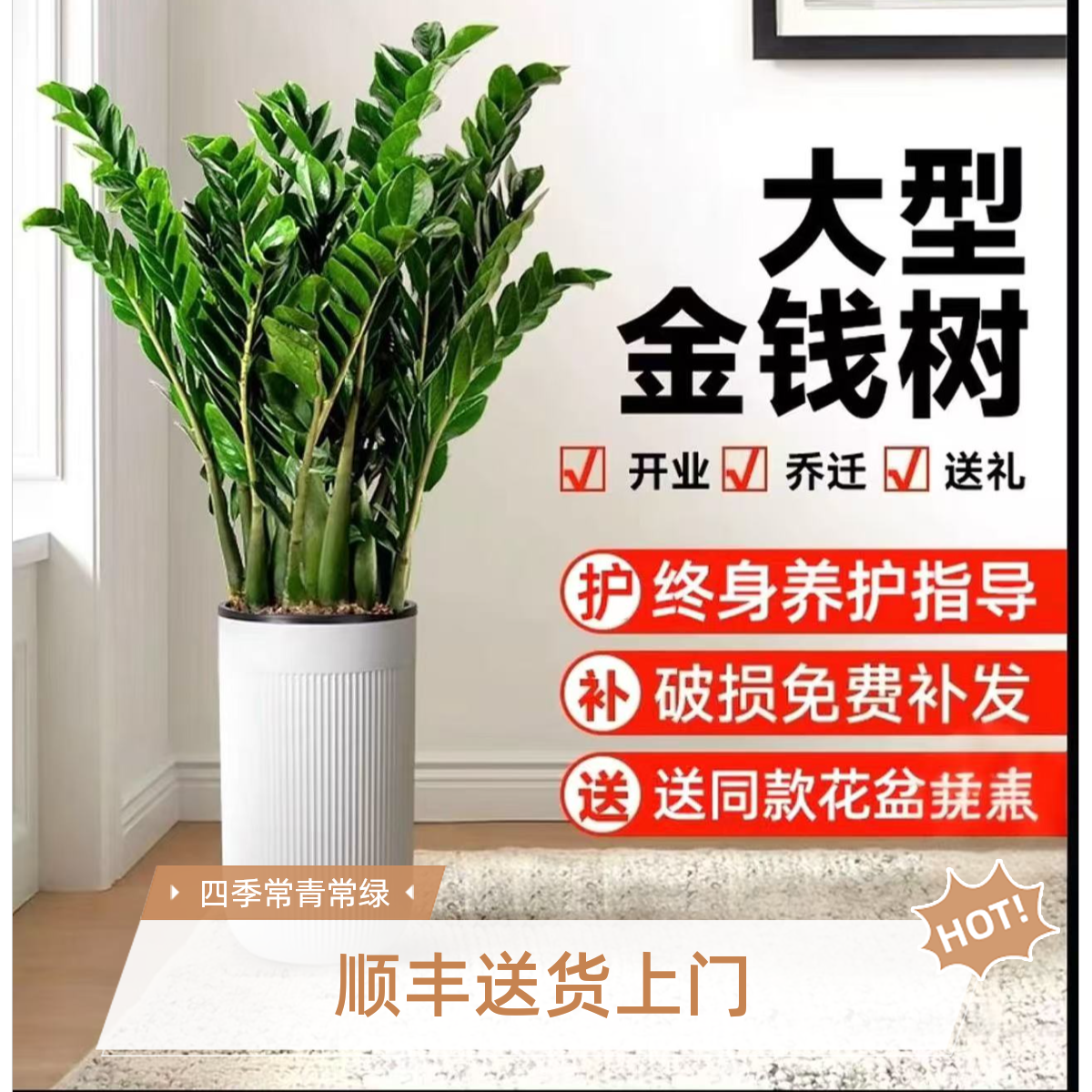 【顺丰发货】110-130cm巨型金钱树盆栽室内客厅四季常青绿植