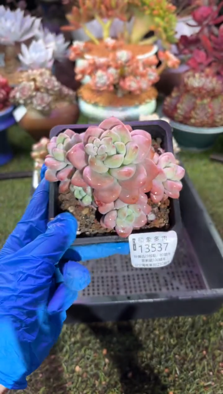 【闪购商品】13537