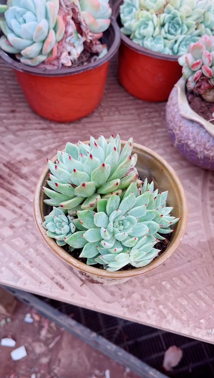 10214多肉植物一物一拍