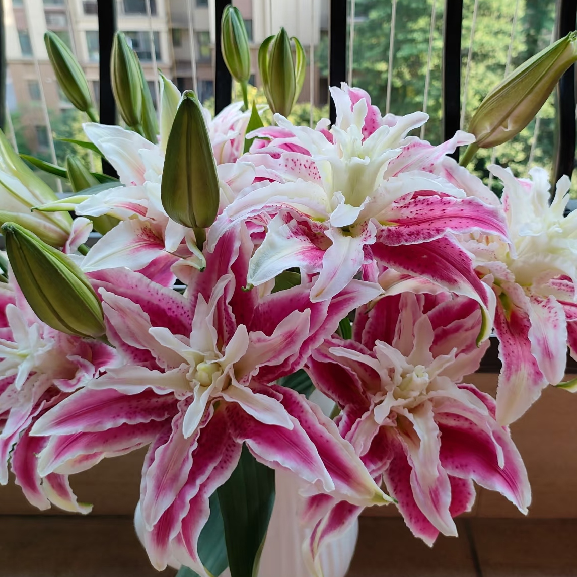 （牛家单拍）AA级娜塔莎重瓣百合多头云南基地现采现发一单也包邮