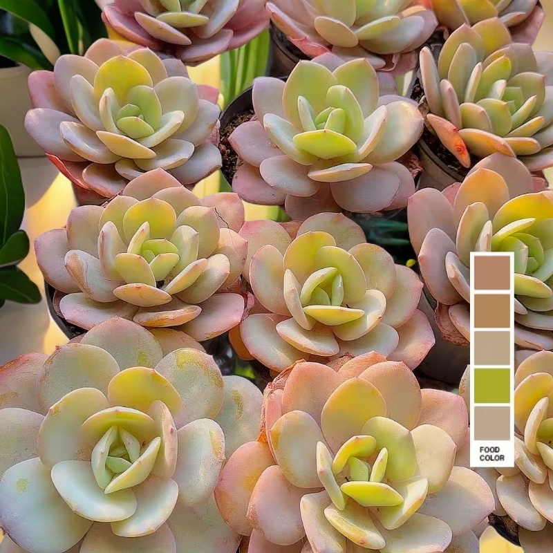 奶茶  脱土 多肉植物【满15包邮】新手好养 红色粉红色