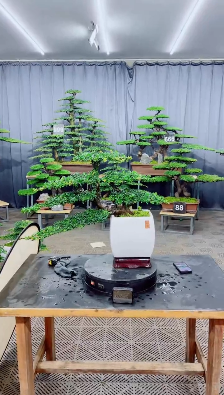 无花朵盆景.....