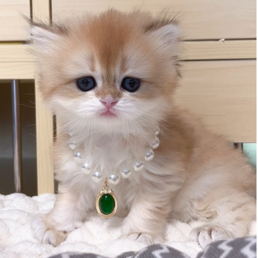 【糖柚金渐层猫屋】精品活体猫咪