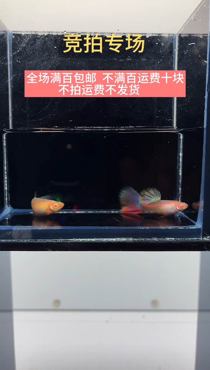 孔雀鱼金粉一对-84