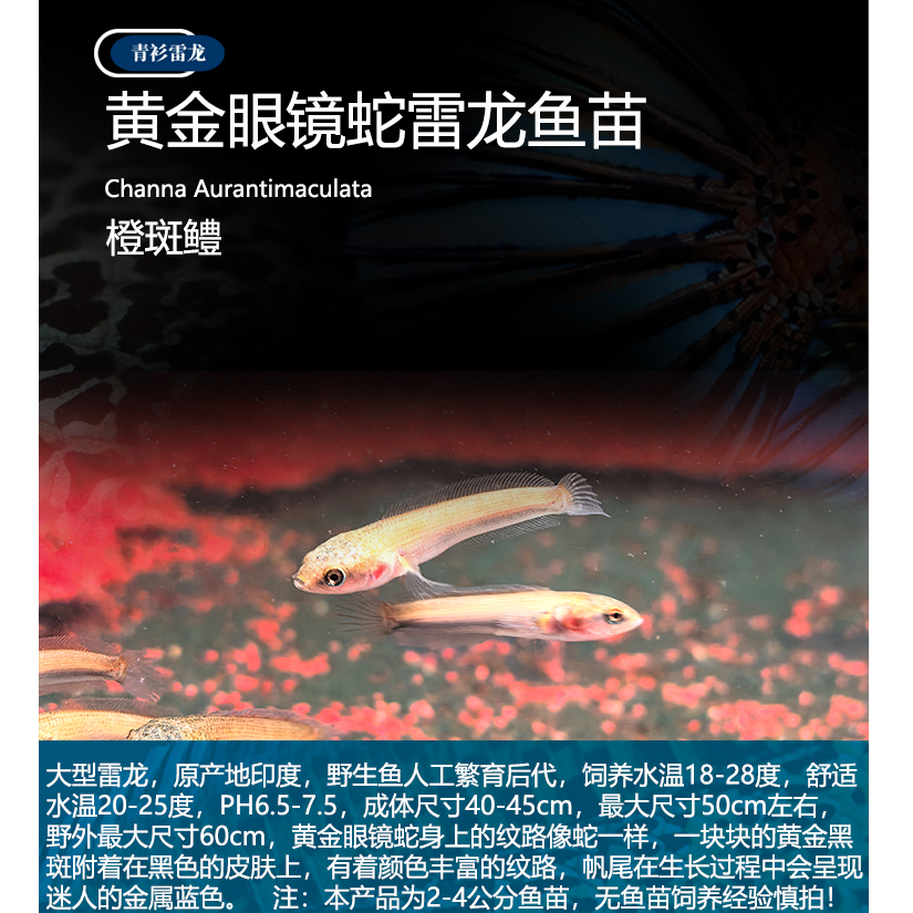 黄金眼镜蛇雷龙鱼苗人工鱼苗雷龙热门品种培育首选赠饲养攻略2种