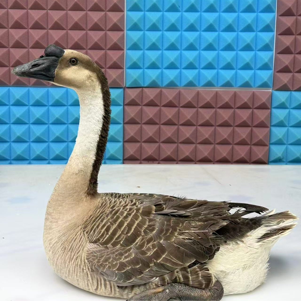 母黑头我鸟两年，粉丝福利，顺丰包邮，一只