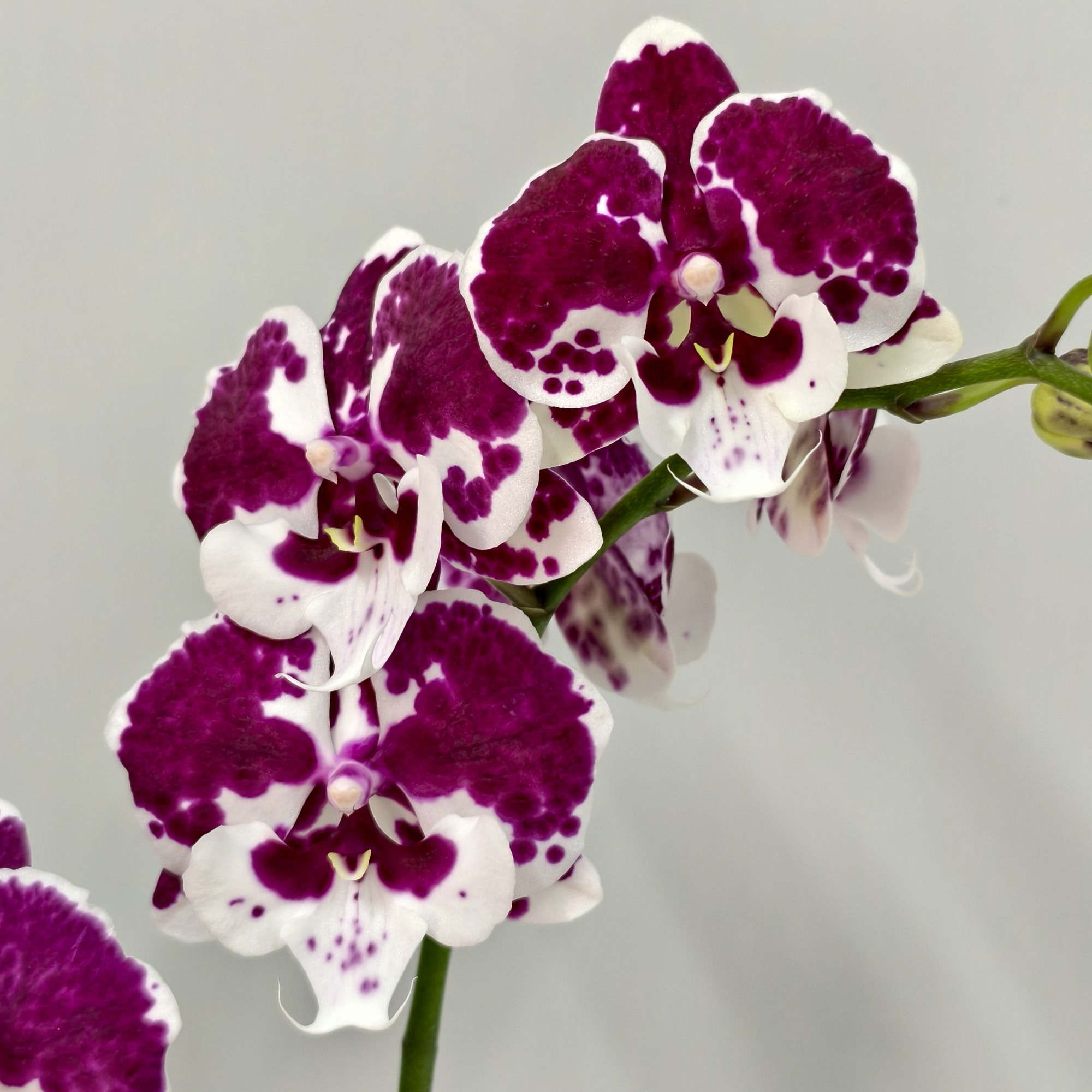 繁星里蝴蝶兰【一千零一夜 】3.0寸带花带花苞开花珠发货