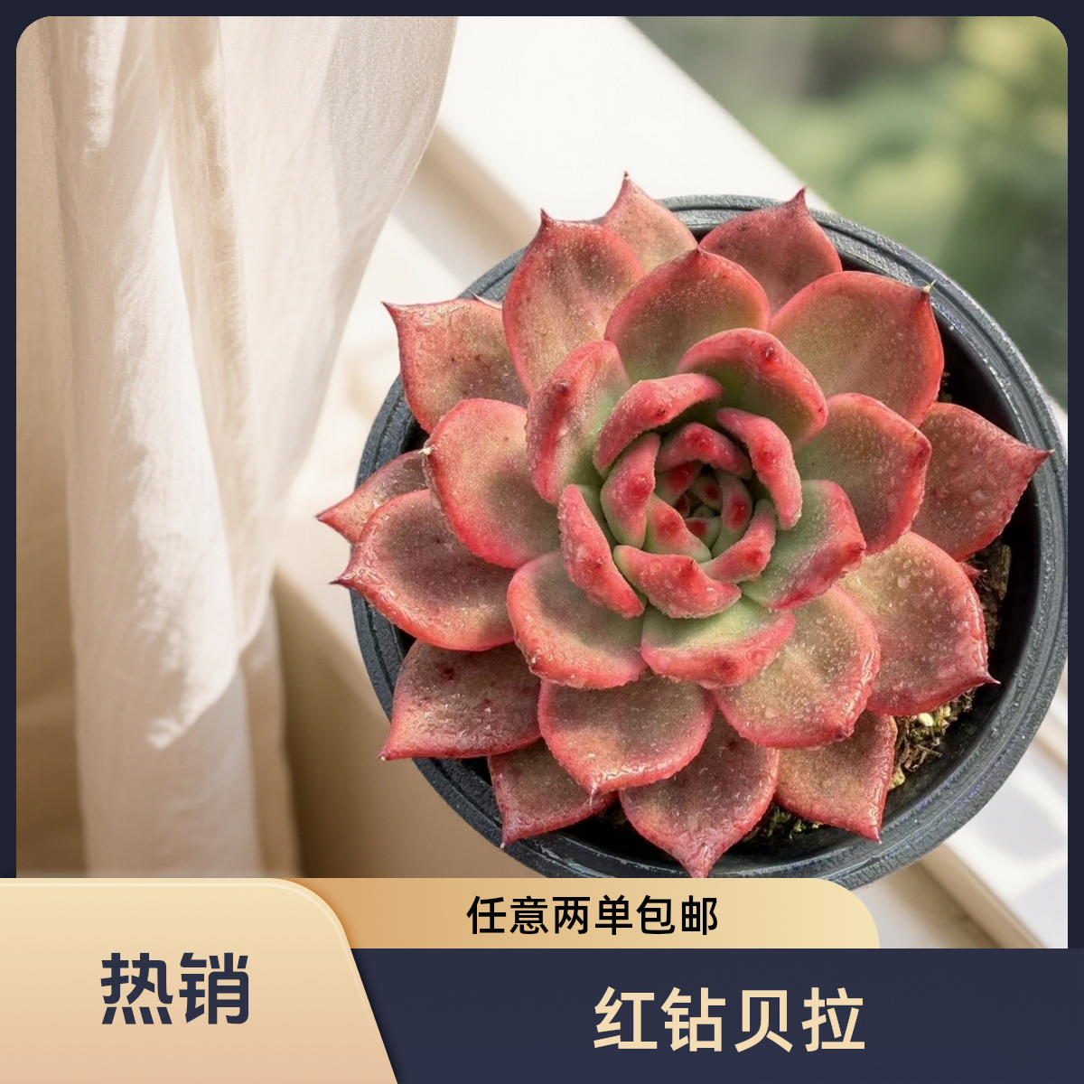 精品单头钻石贝拉 脱土发冬云系高端精品多肉（任意两单包邮）