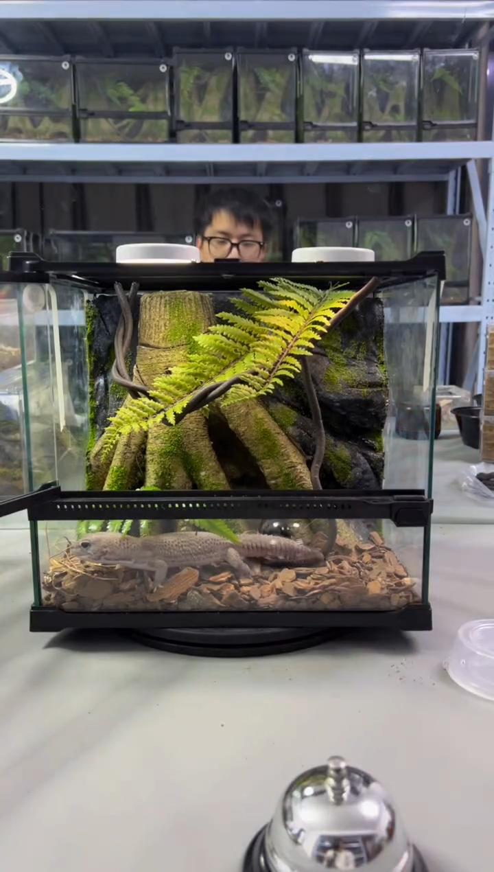 玻璃【长30宽25高27】爬宠造景缸睫角守宫树栖蜘蛛饲养箱爬宠爬虫缸