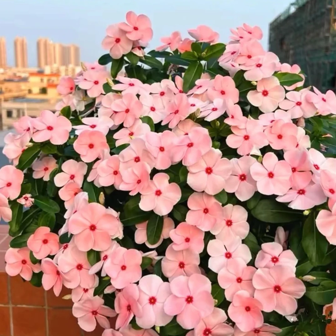 长春花盆栽 天天开 阳台庭院耐热耐晒植物当年开花好养五叶梅花苗