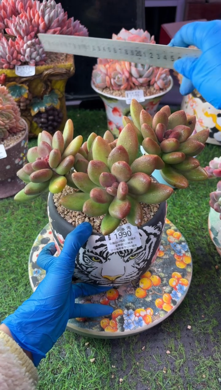?*紫昆明印象多肉1990带盆发货