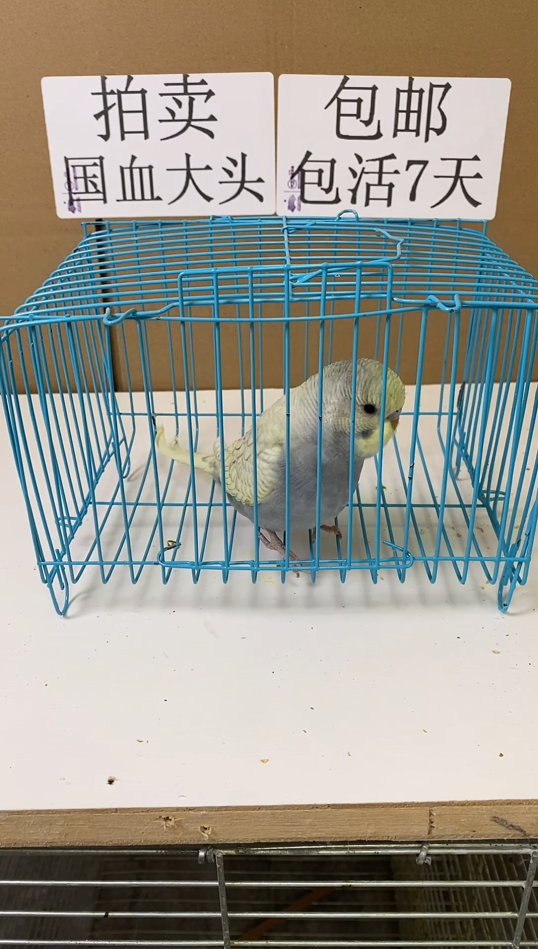 虎皮鹦鹉大头一只