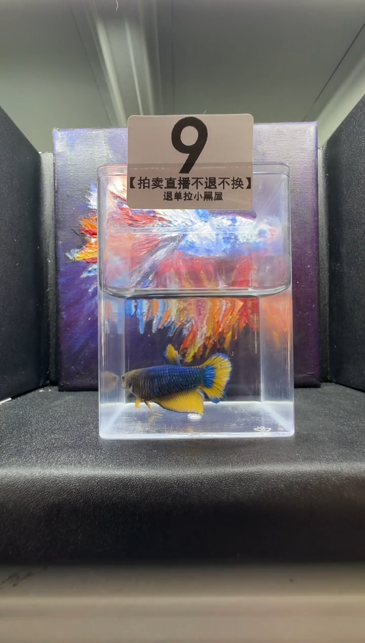斗鱼母鱼编号：09