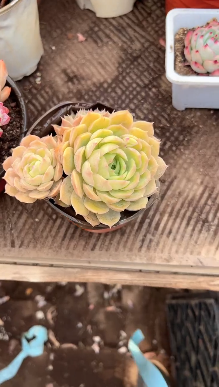 林**路多肉植物一物一拍26325