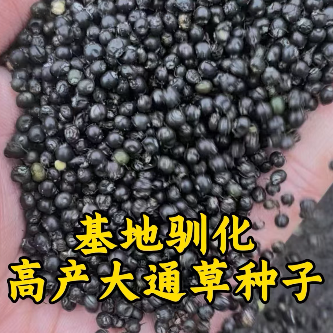 基地高产驯化大通草种子  高杆青皮通花杆通脱木中药材种子