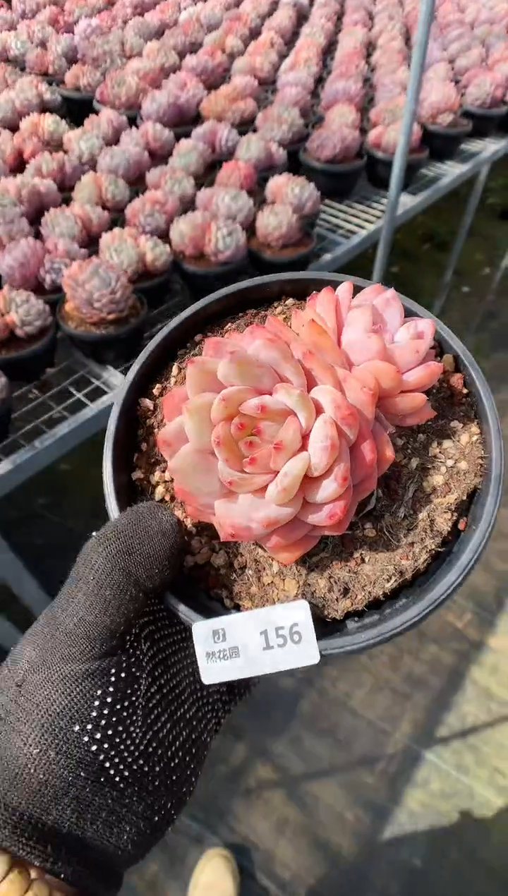 【闪购商品】156雪天使一物一拍