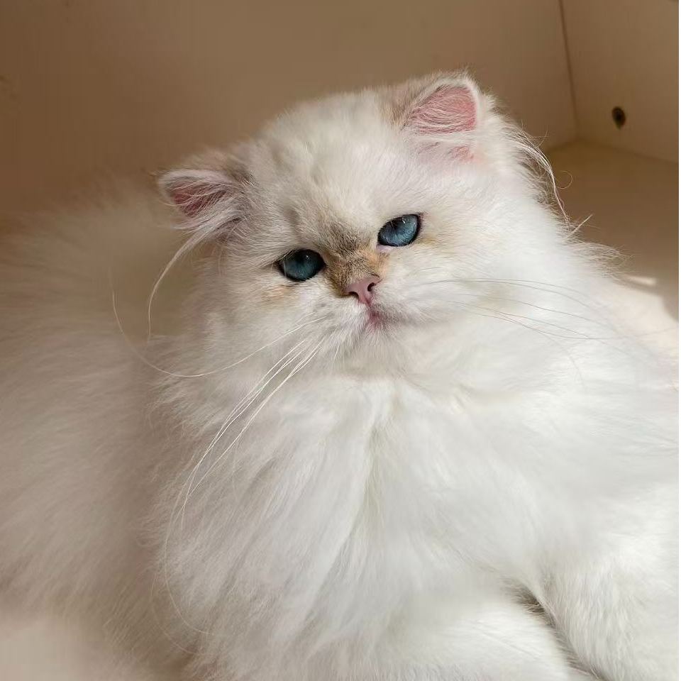 【齐先生名猫】稀有色渐层