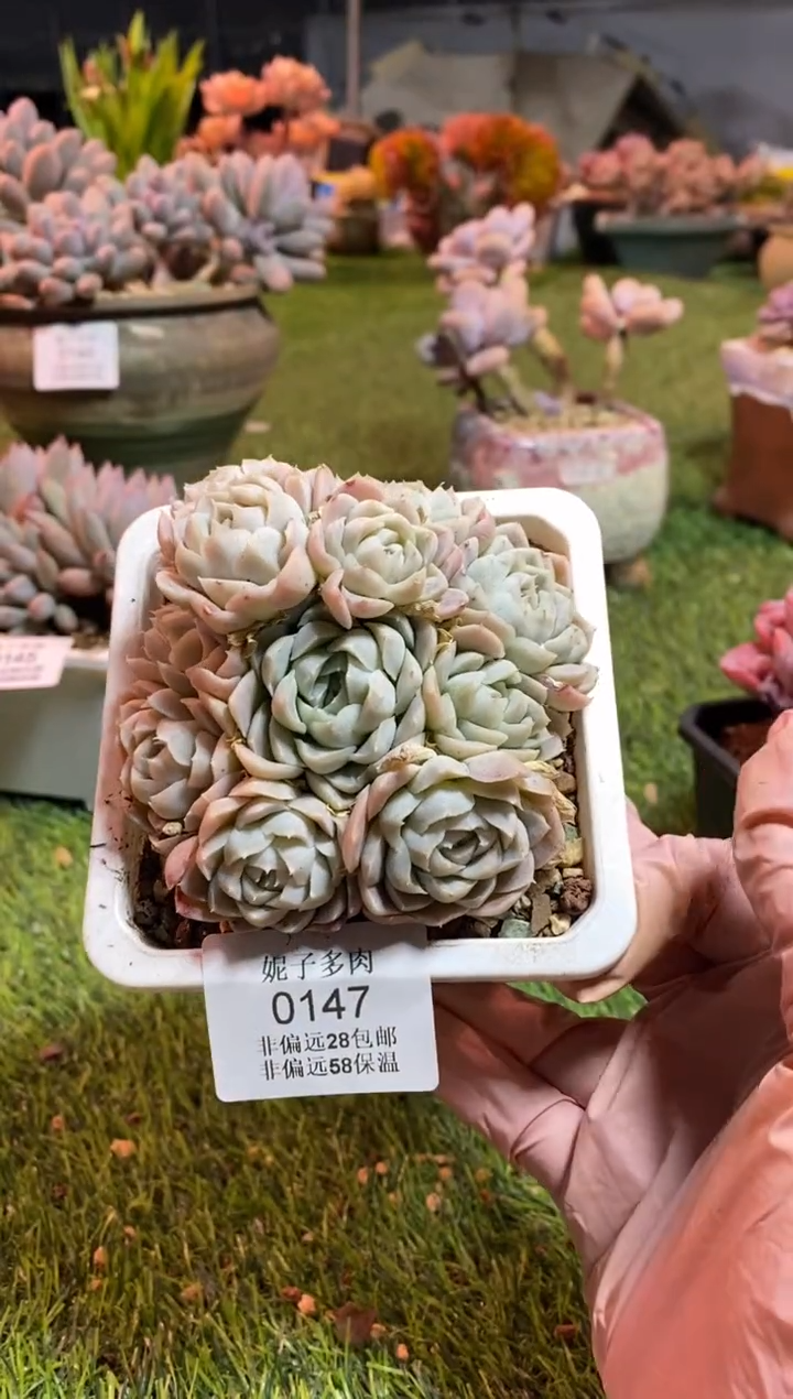 【闪购商品】0147a