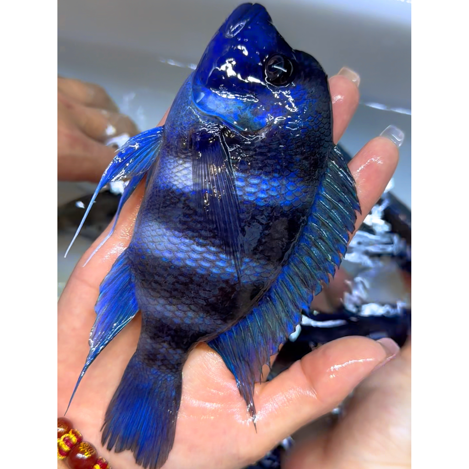 三湖慈雕鱼六间鹅蛋头伊巴卡坦鲷活体鱼台湾进口热带观赏鱼南美缸