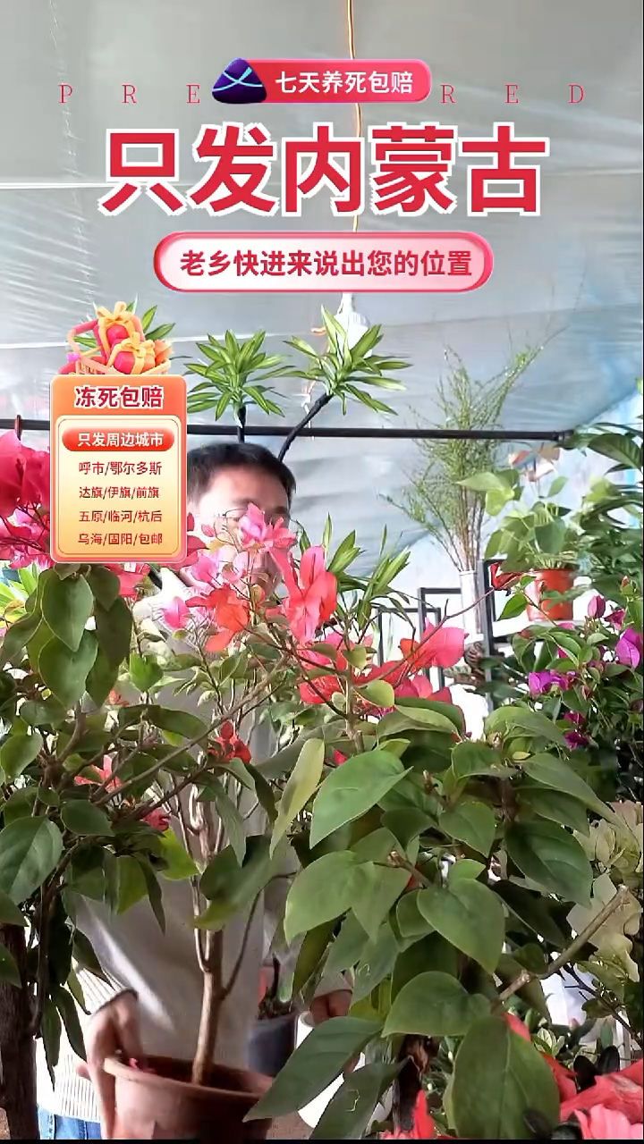 完全开放同安红三角梅