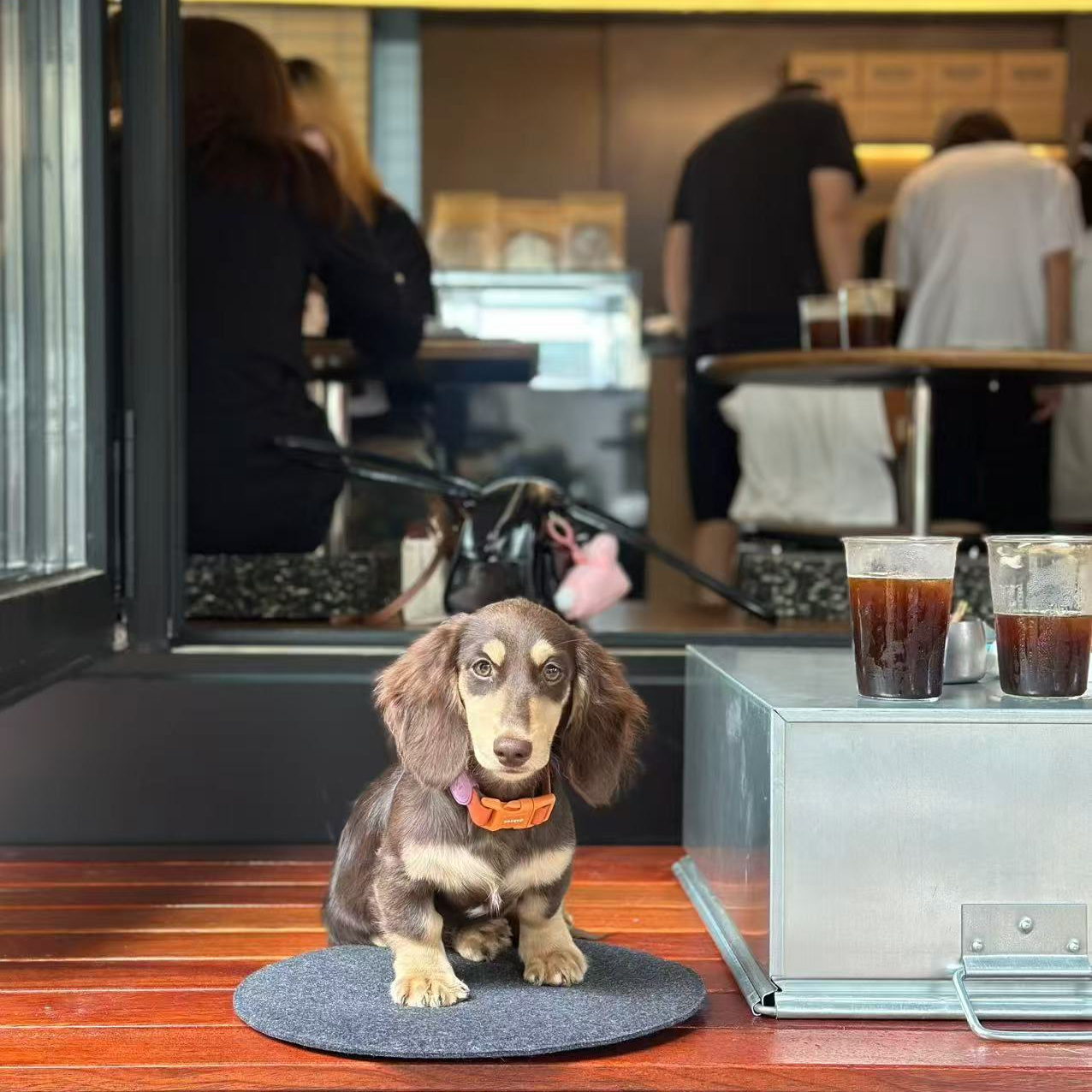 【叁叁家长毛腊肠】纯种长毛腊肠巧奶巧金伊莎贝拉奶油活体全款链接