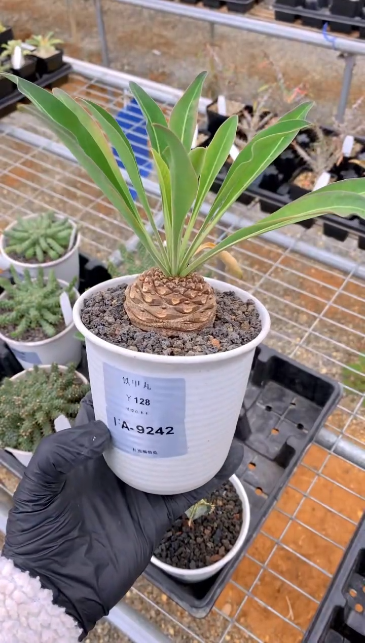 【闪购商品】铁甲丸FA-9242