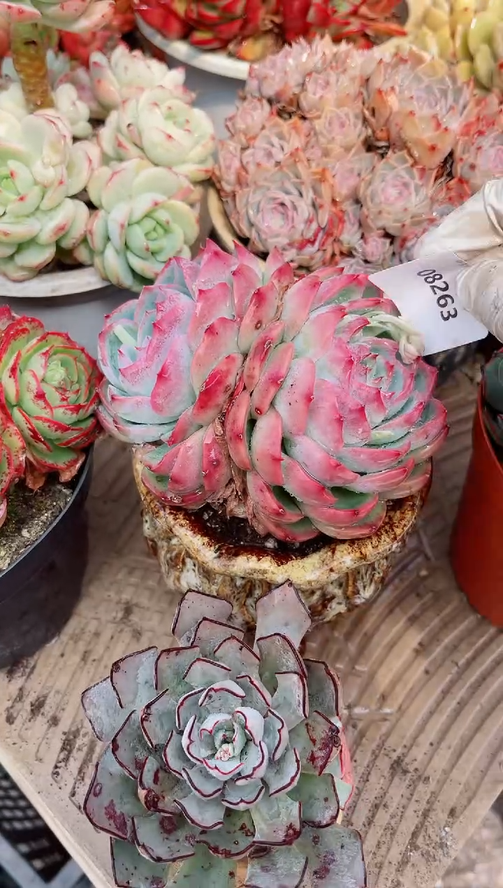 【闪购商品】08263