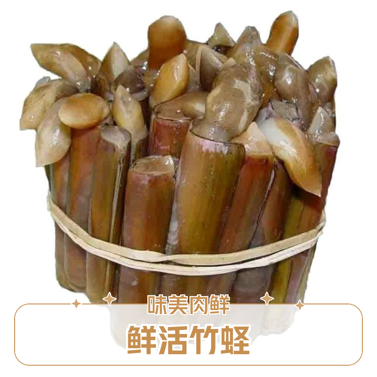 鲜活竹蛏子 小蛏子王500g/份