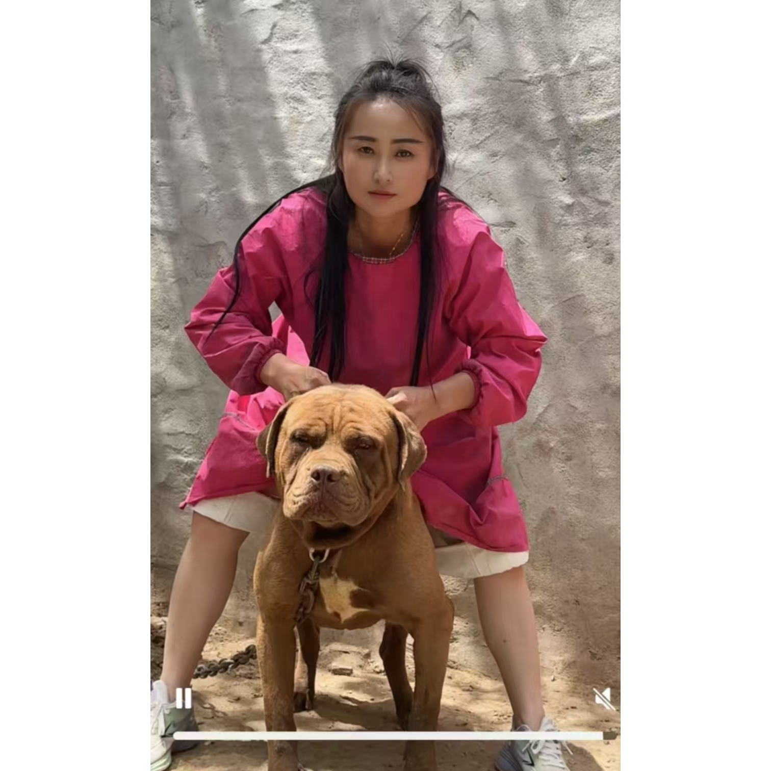 比特犬猛王活体链接