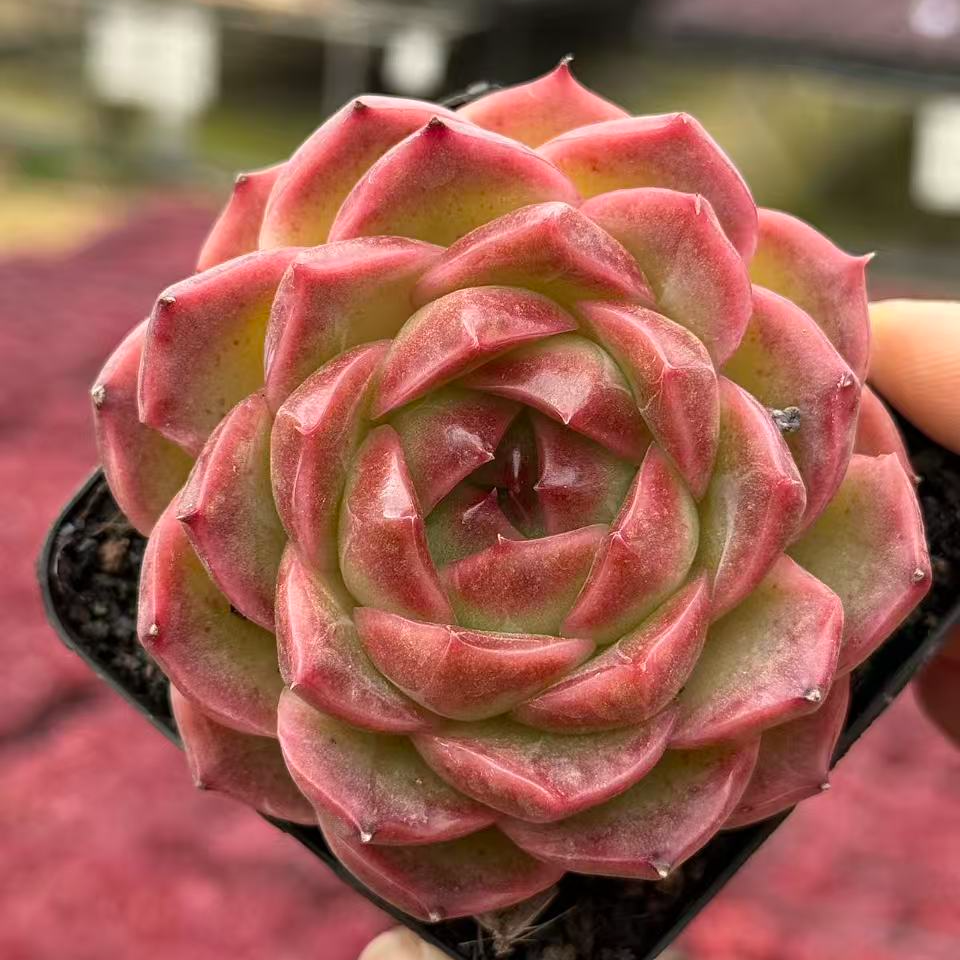 7#橘色蜜蜡多肉植物   前男友精品多肉 SM1419