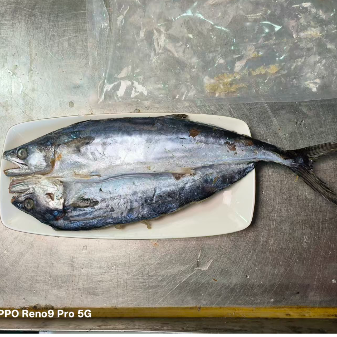 【大表哥1】霞浦海鲜新鲜马鲛鱼鲞    顺丰快递 