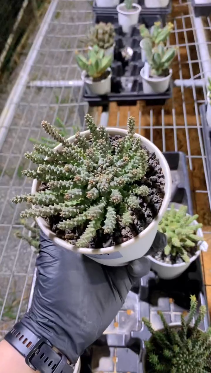 【闪购商品】美杜莎大戟杂FB-3033