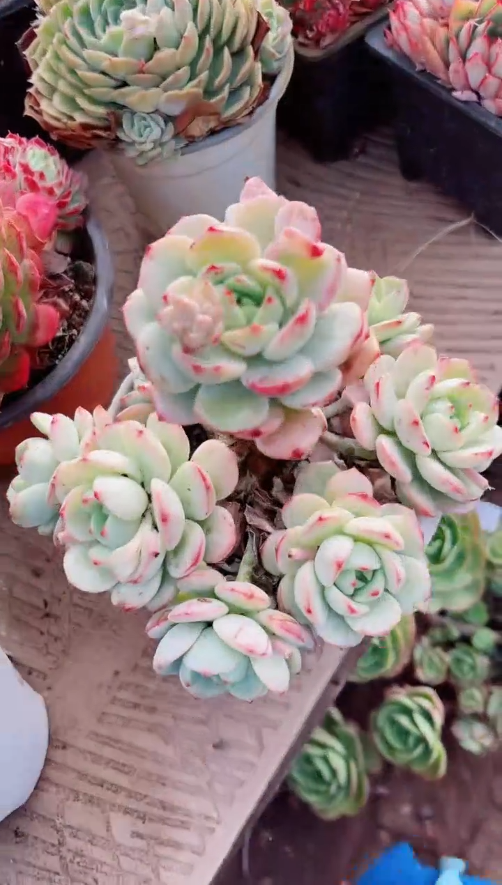 【闪购商品】10161